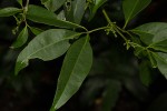 Vepris reflexa