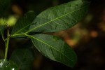 Vepris reflexa