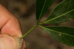 Vepris reflexa