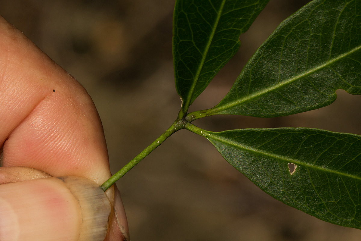 Vepris reflexa