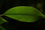 Vepris reflexa