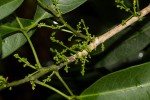 Vepris reflexa