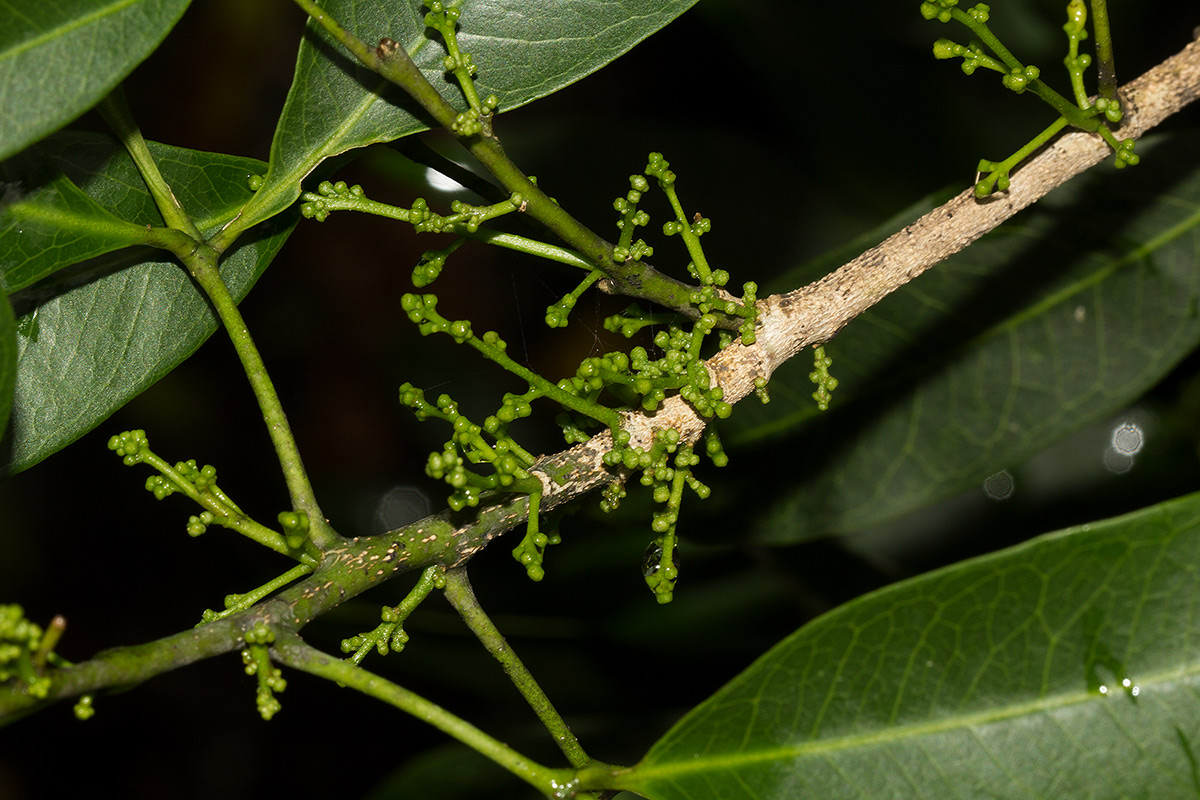 Vepris reflexa