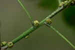 Vepris myrei