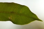 Vepris myrei