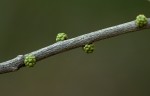 Vepris myrei