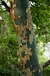 Commiphora caerulea