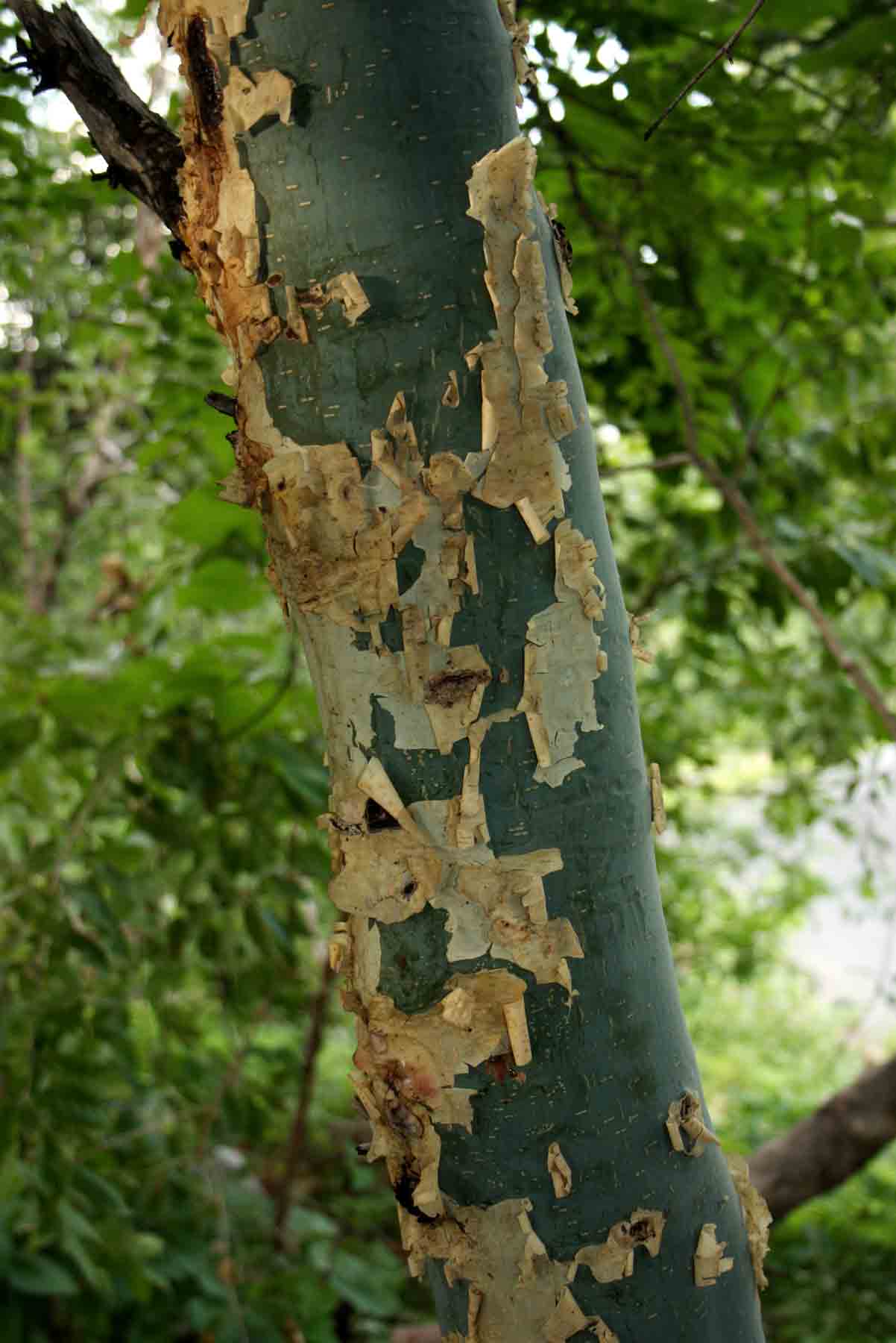 Commiphora caerulea