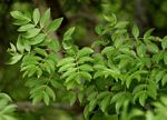 Commiphora caerulea