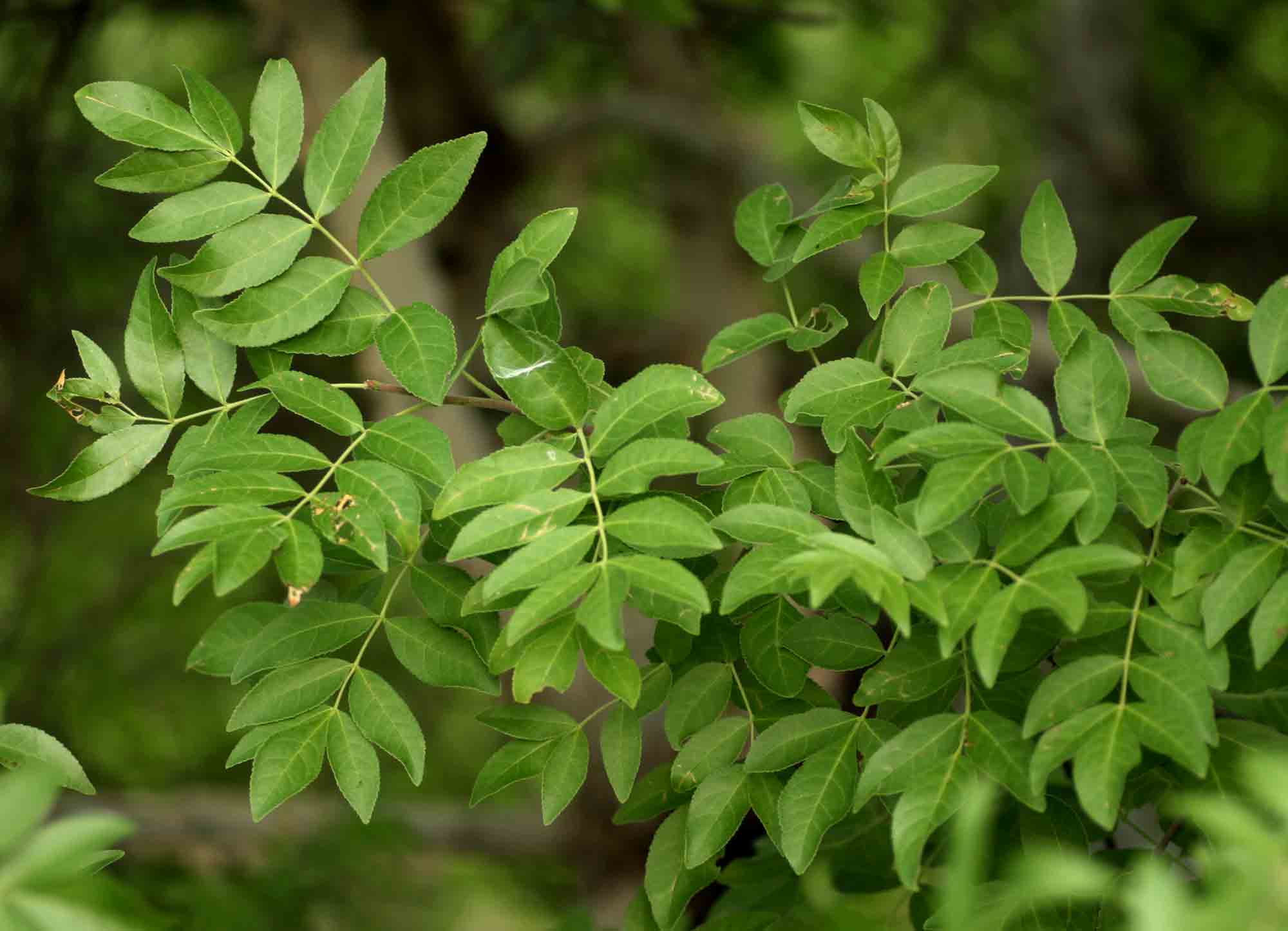 Commiphora caerulea