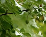 Commiphora caerulea