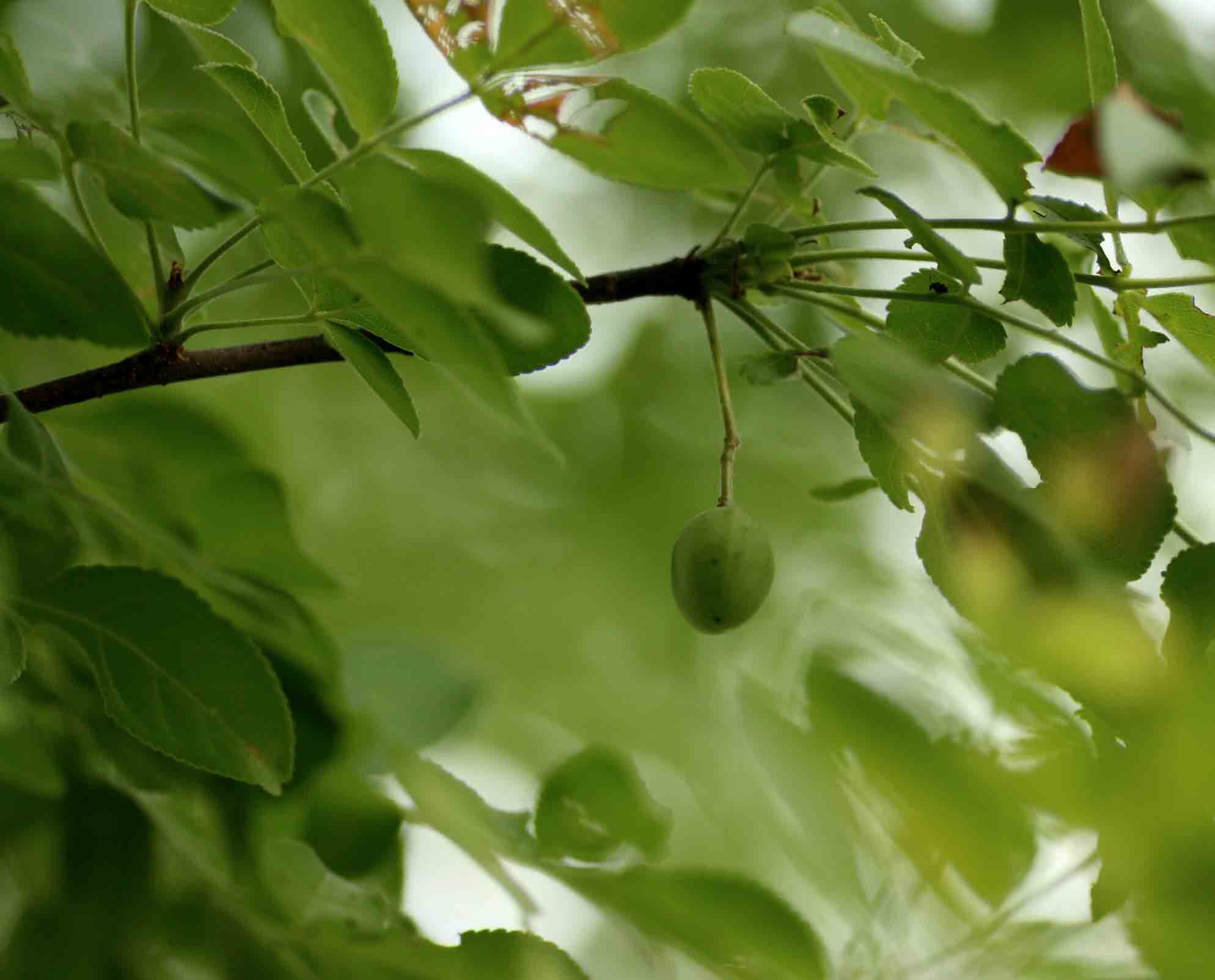 Commiphora caerulea