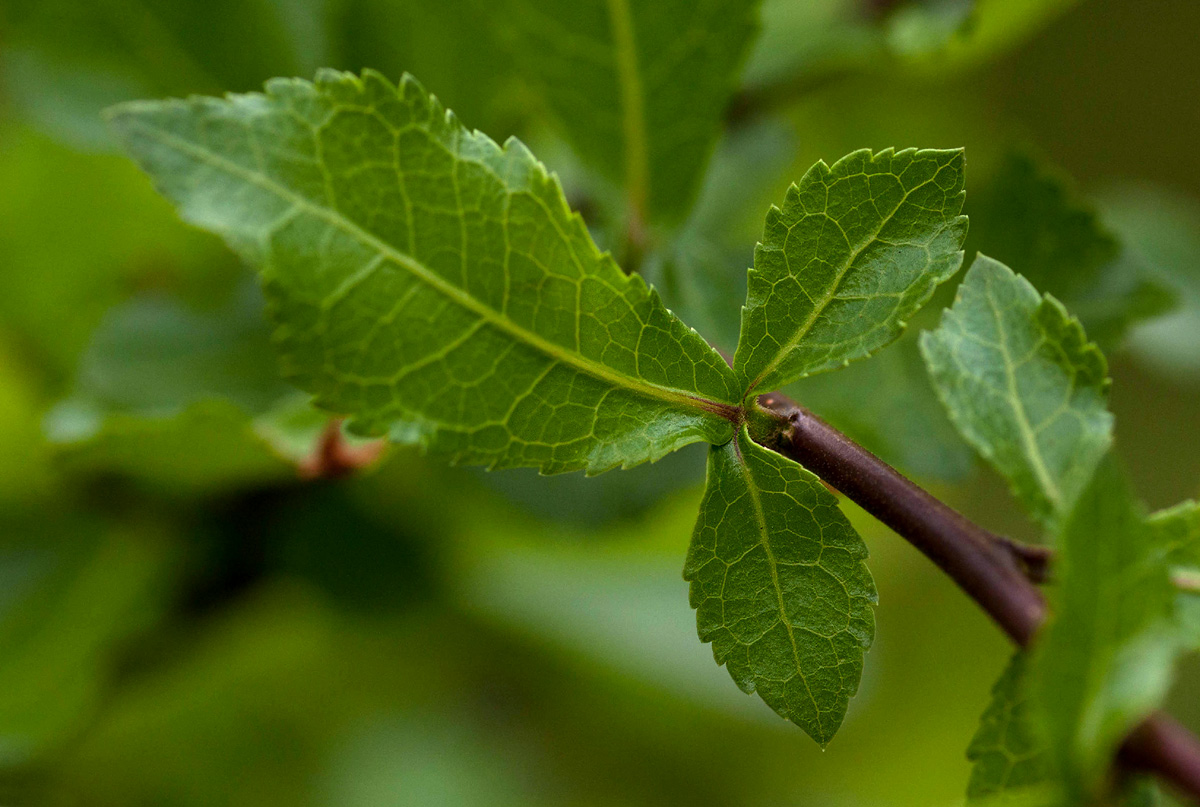 Commiphora glandulosa