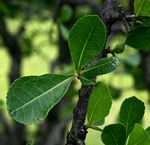 Commiphora glandulosa