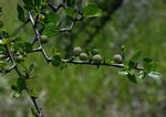 Commiphora glandulosa