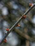 Commiphora glandulosa