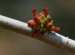 Commiphora glandulosa