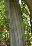 Commiphora karibensis