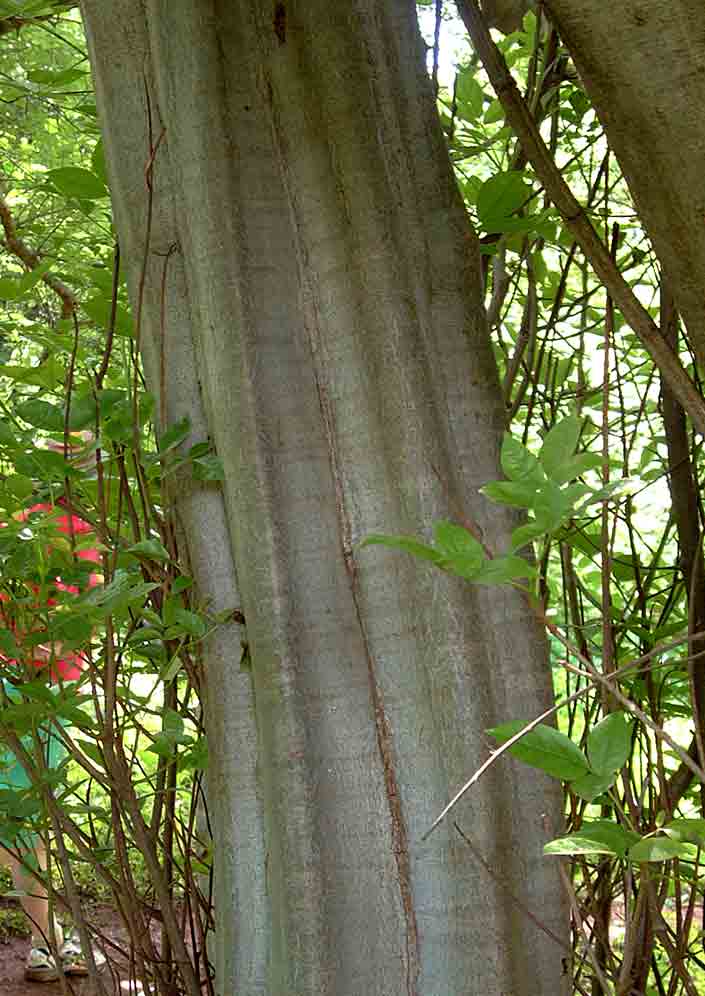 Commiphora karibensis