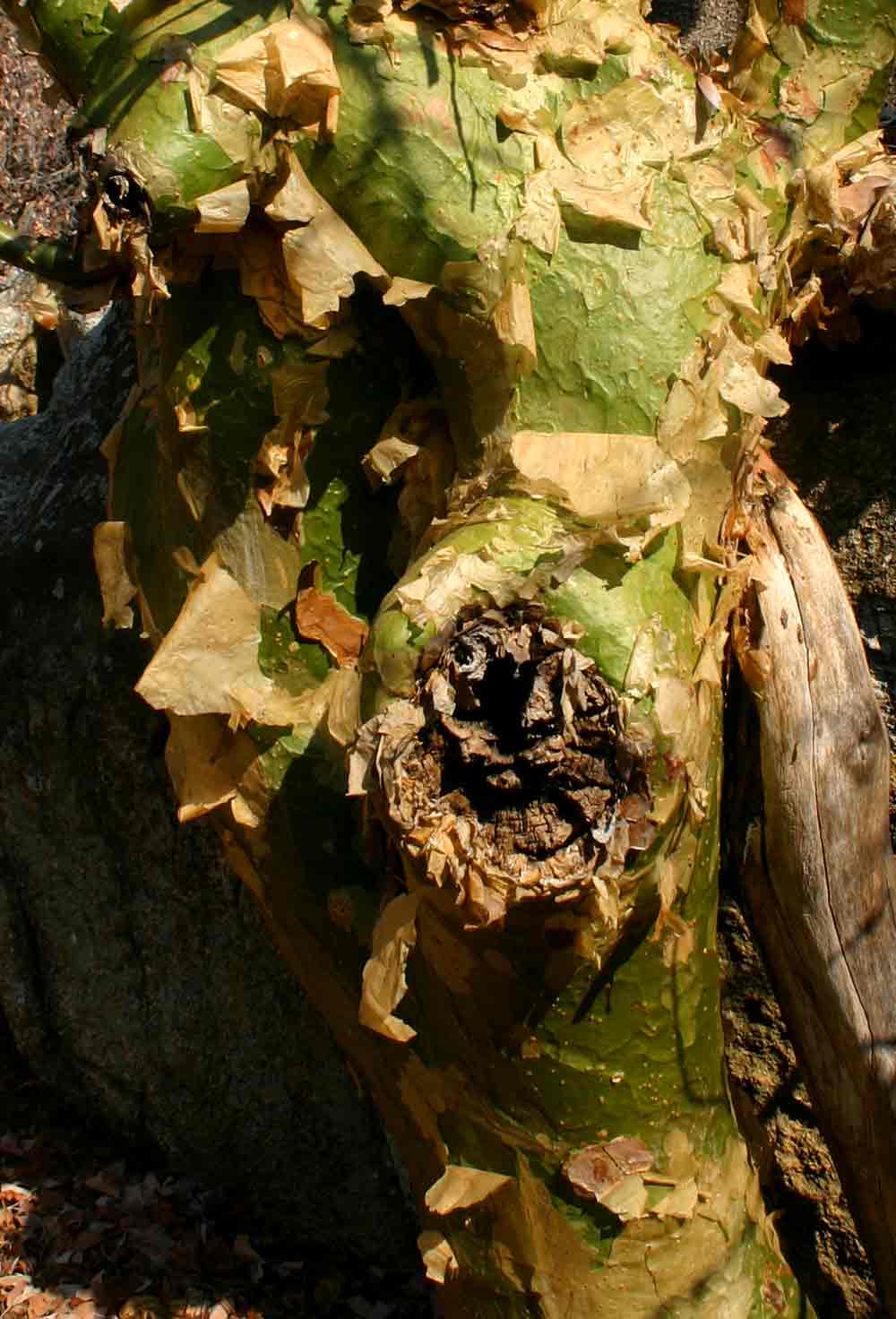 Commiphora marlothii