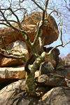 Commiphora marlothii