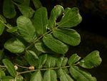 Commiphora marlothii