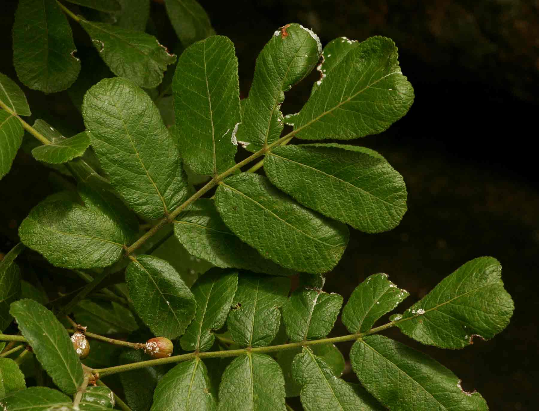 Commiphora marlothii