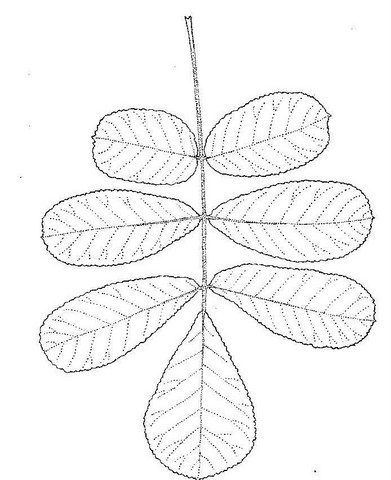 Commiphora marlothii