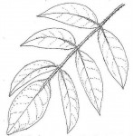 Commiphora mollis