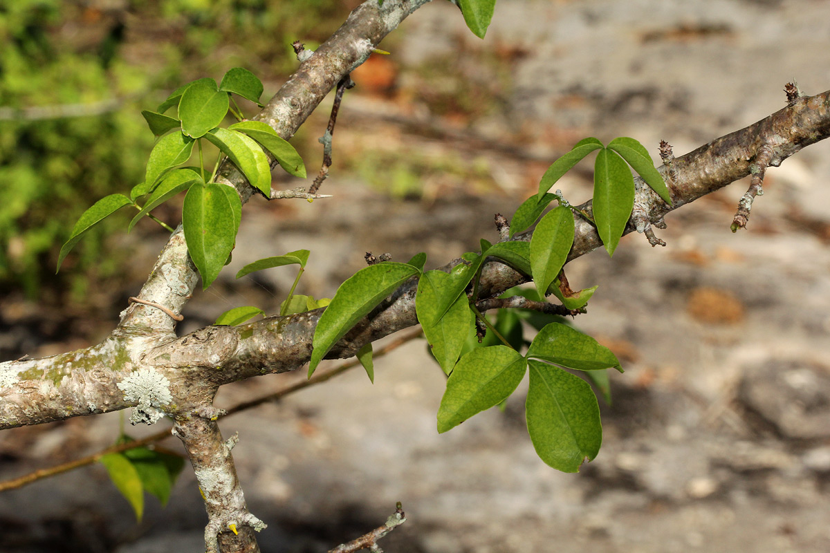 Commiphora neglecta