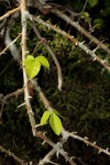 Commiphora neglecta