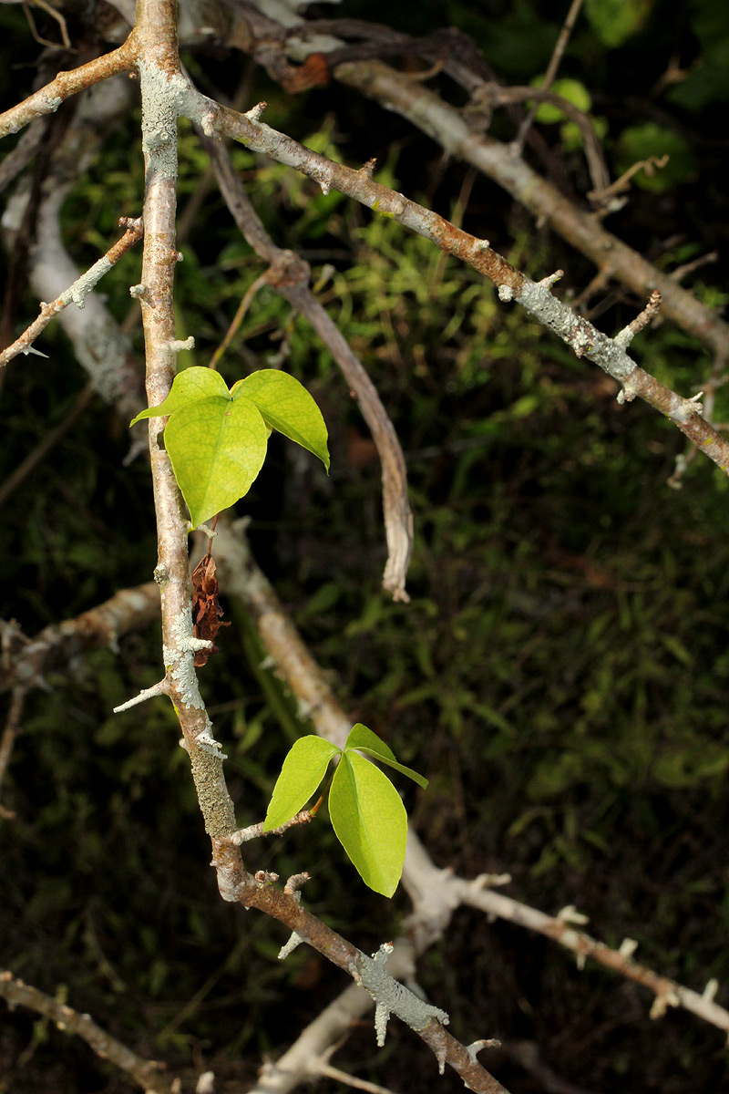 Commiphora neglecta