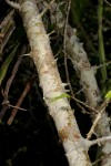 Commiphora neglecta