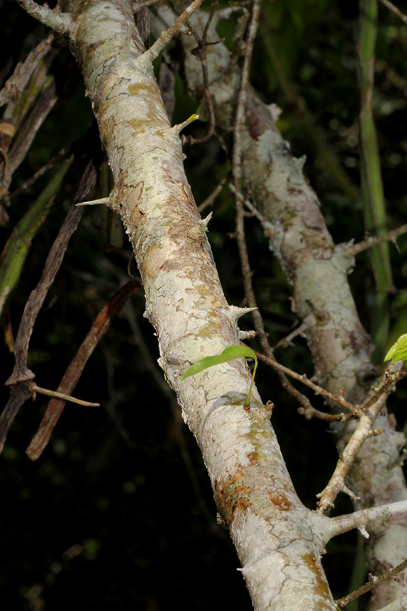 Commiphora neglecta