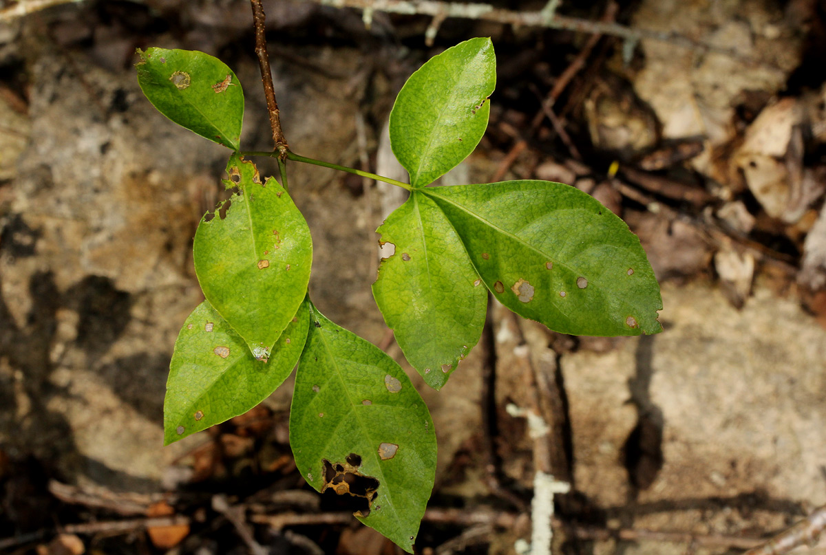 Commiphora neglecta