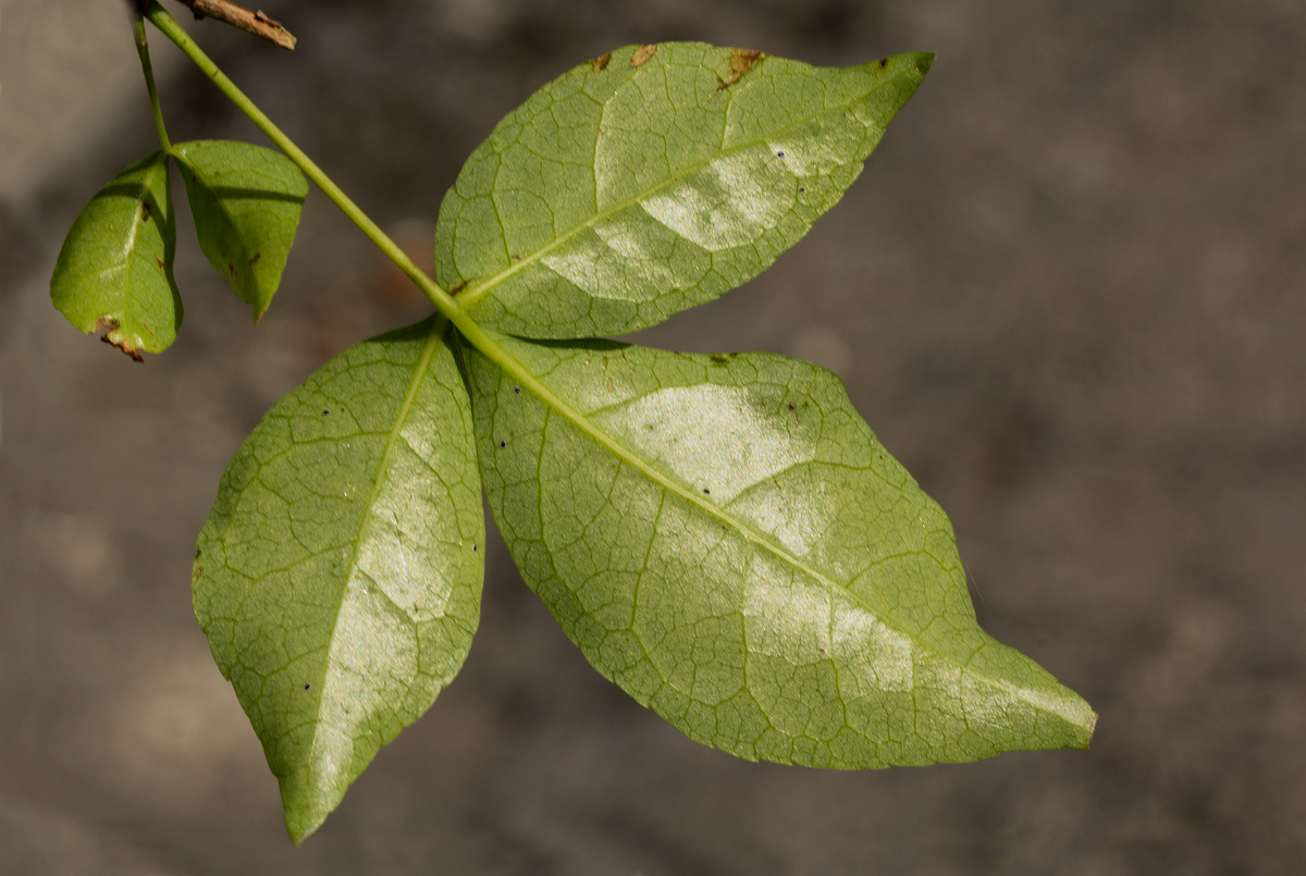Commiphora neglecta