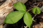 Commiphora neglecta