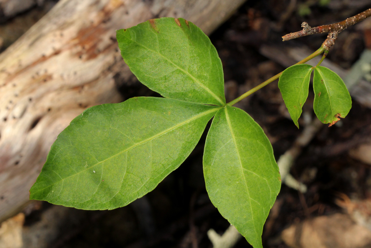 Commiphora neglecta