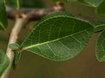Commiphora pyracanthoides subsp. pyracanthoides