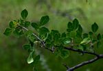 Commiphora tenuipetiolata
