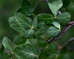 Commiphora tenuipetiolata