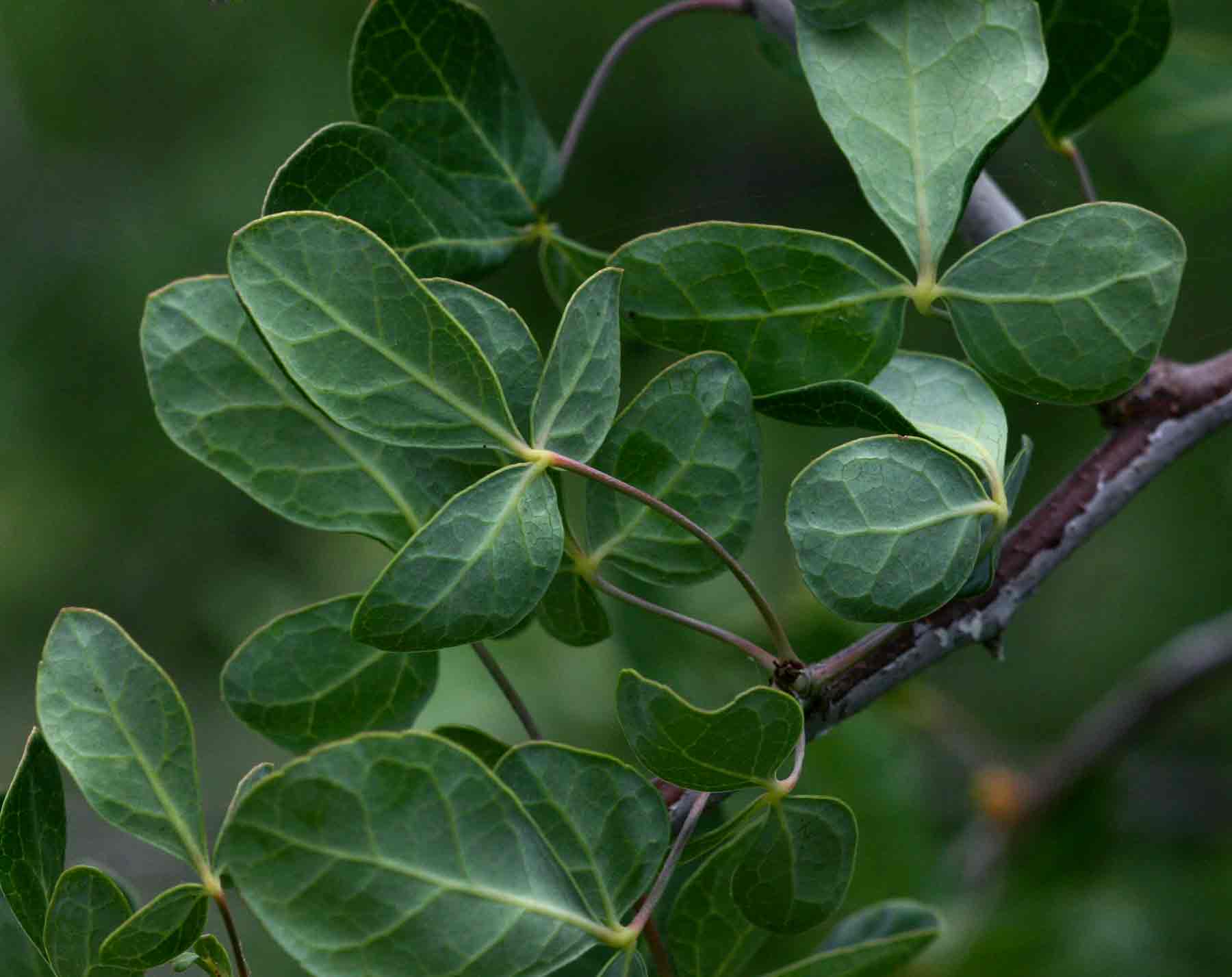 Commiphora tenuipetiolata