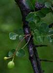 Commiphora tenuipetiolata