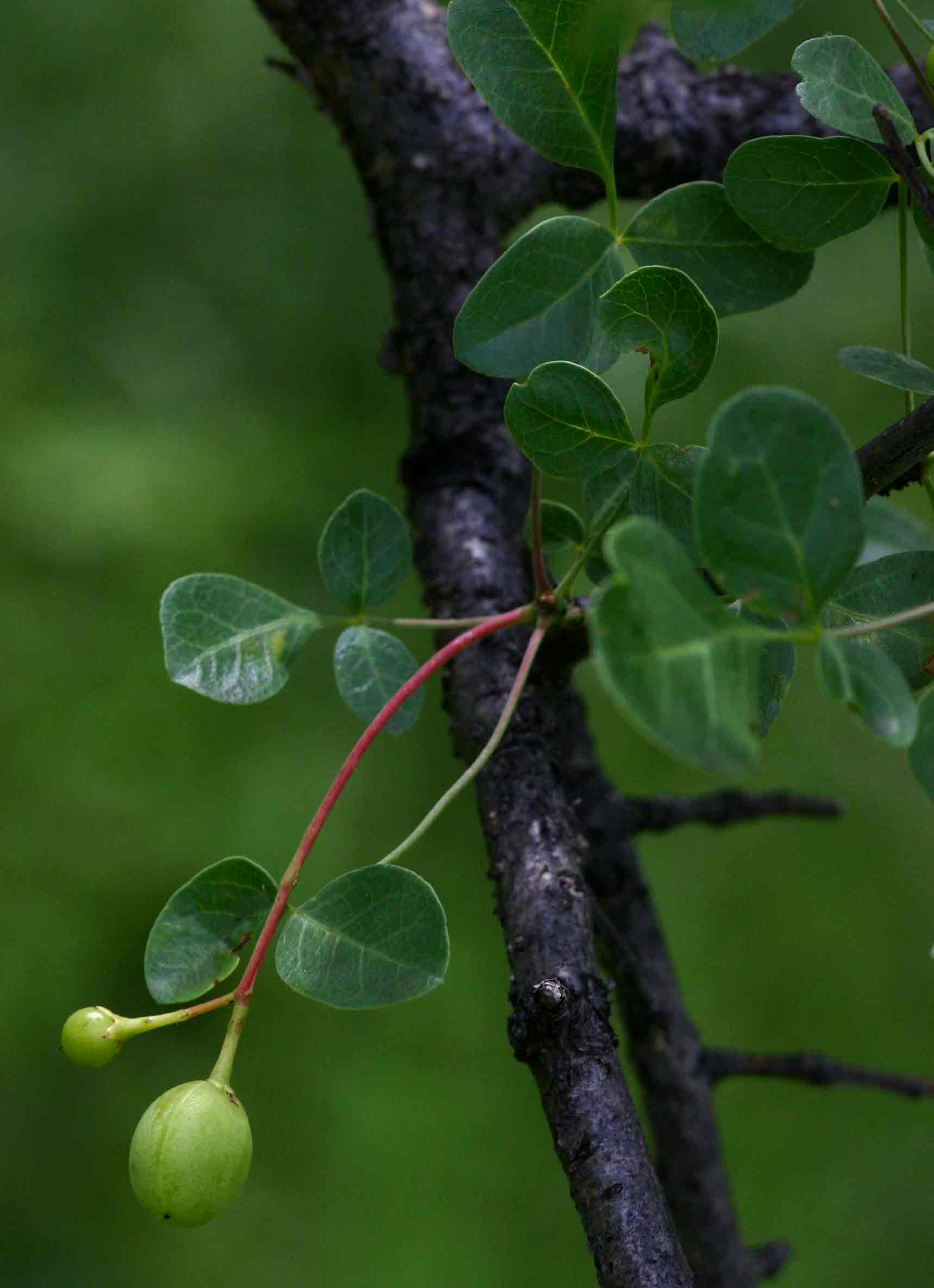 Commiphora tenuipetiolata
