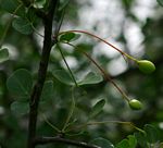 Commiphora tenuipetiolata