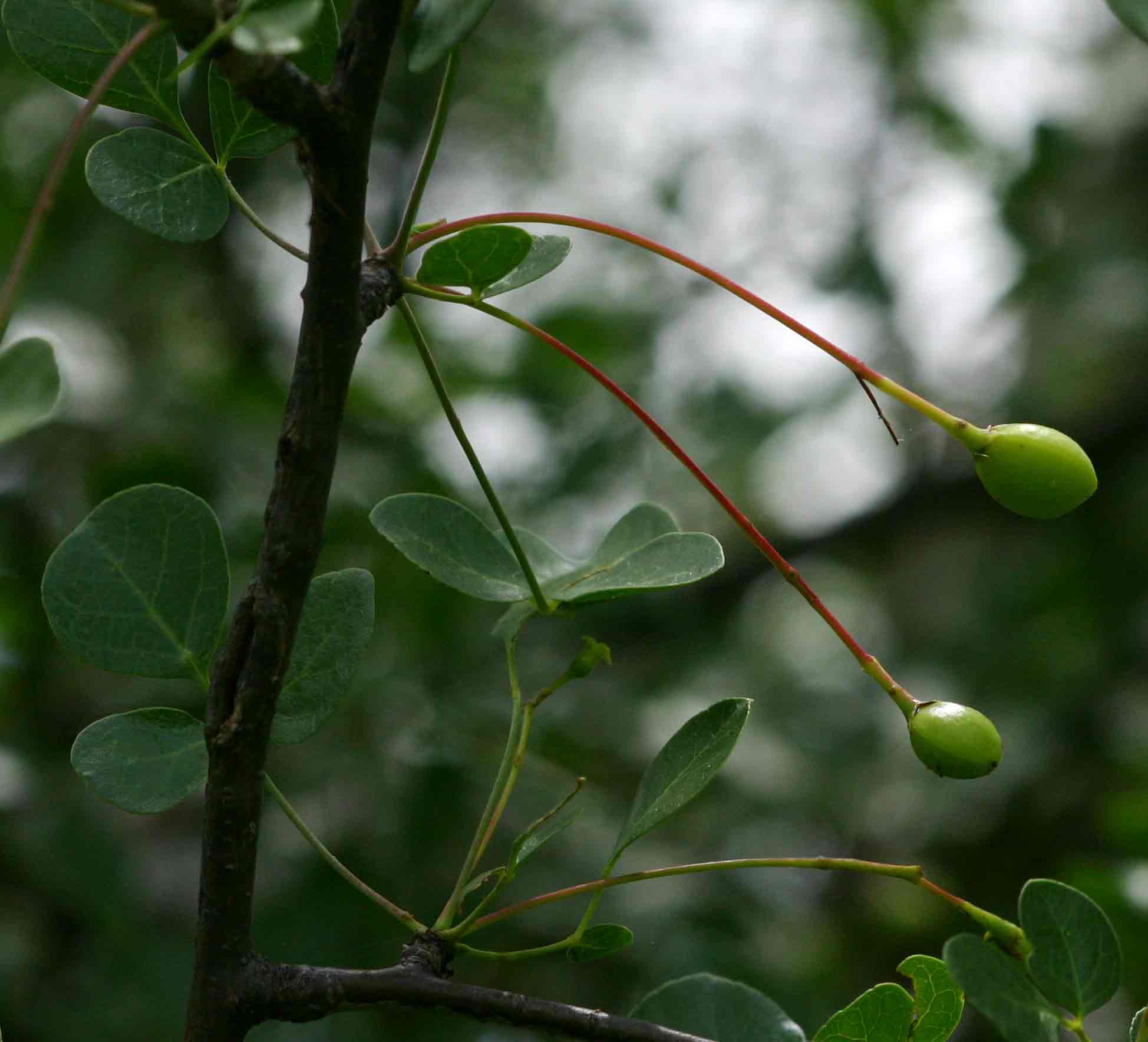 Commiphora tenuipetiolata