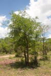 Commiphora ugogensis