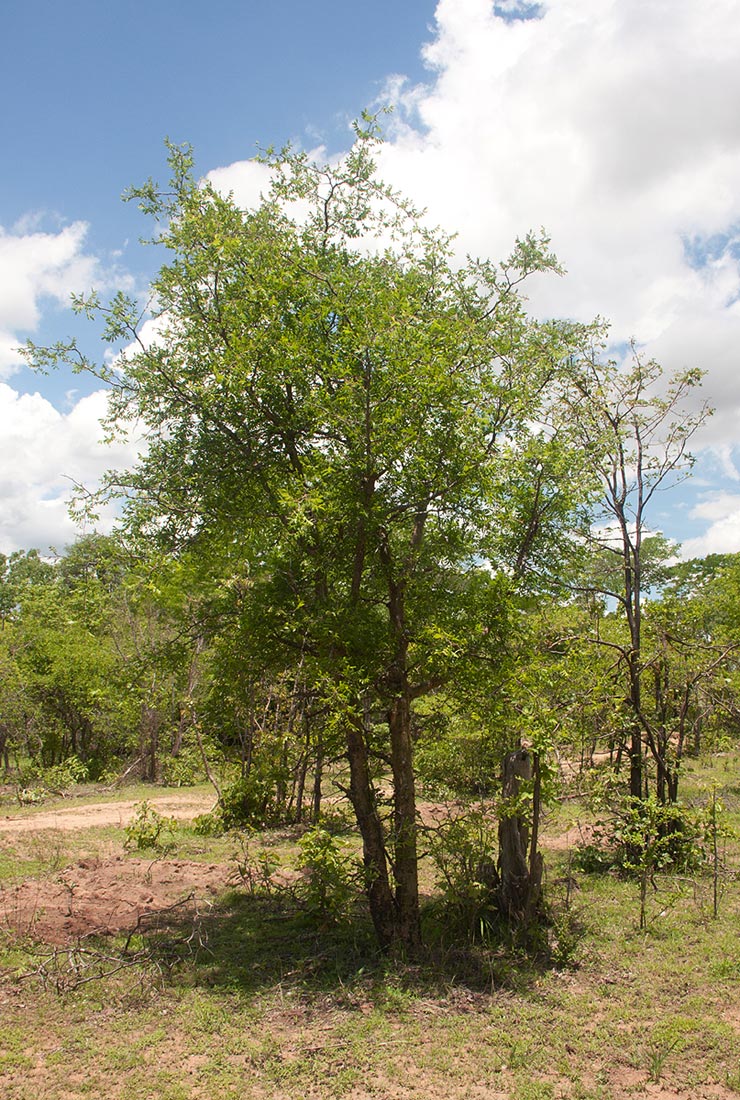 Commiphora ugogensis