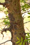 Commiphora ugogensis