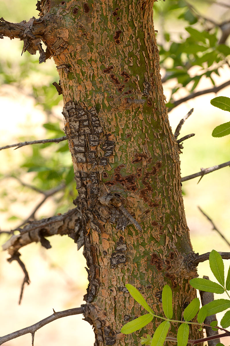 Commiphora ugogensis